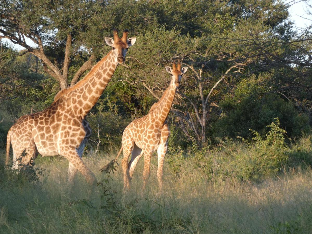 Gem In The Bush Lodge Hoedspruit Exterior foto