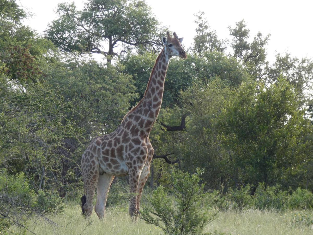 Gem In The Bush Lodge Hoedspruit Exterior foto