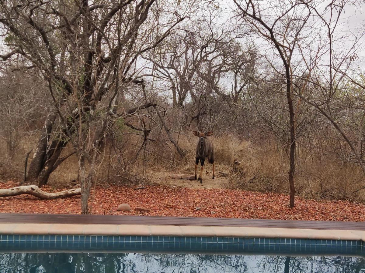 Gem In The Bush Lodge Hoedspruit Exterior foto