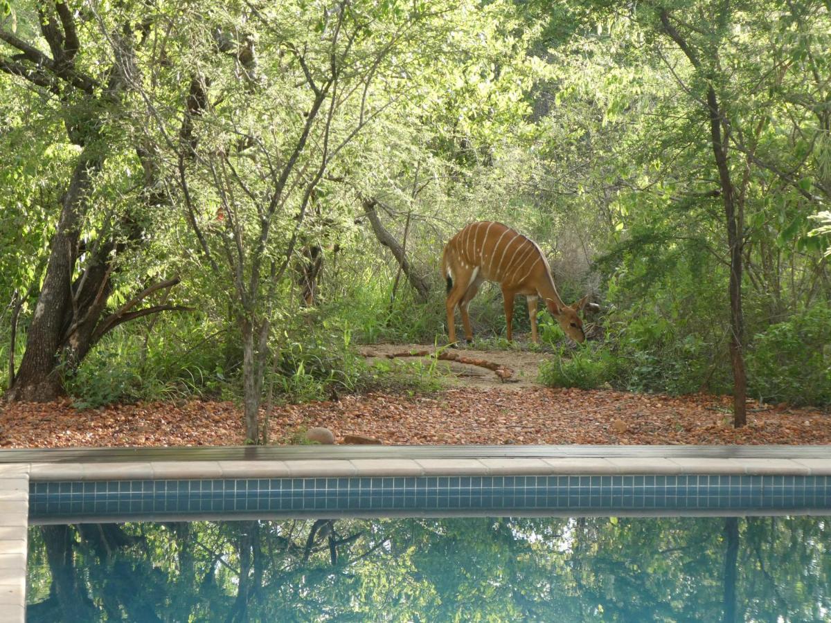 Gem In The Bush Lodge Hoedspruit Exterior foto